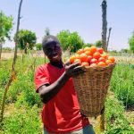 ”Best Season in Nigeria for Harvesting Tomatoes: A Complete Guide for Young Farmers”