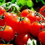 ”Cost and Profit Analysis for Tomato Farming in Nigeria”