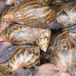 ”How to Start Snail Farming in Nigeria: A Complete Guide for Young Farmers”