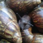 ”Top 8 Reasons to Go into Snail Farming in Nigeria”