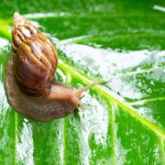 ”Why You Don’t Need Money to Start a Snail Farming Business in Nigeria”