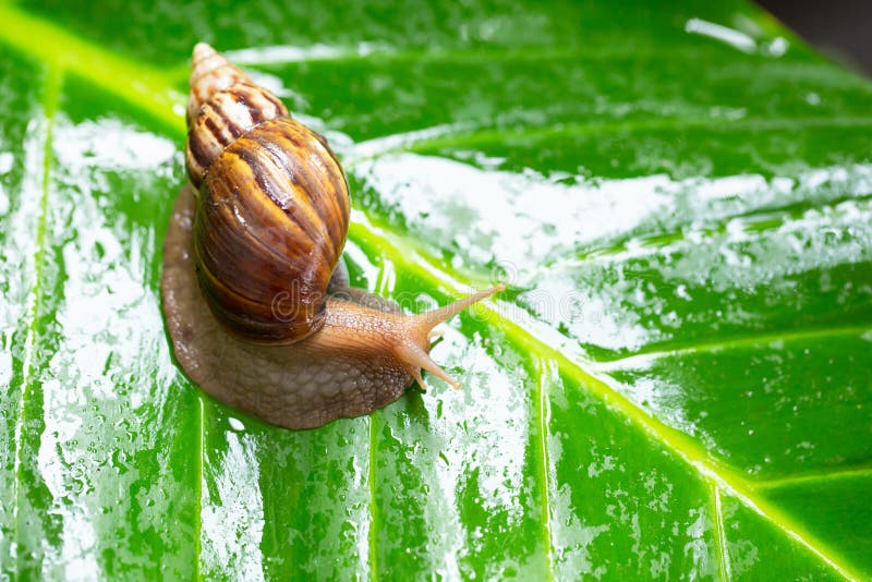 ”Why You Don’t Need Money to Start a Snail Farming Business in Nigeria”