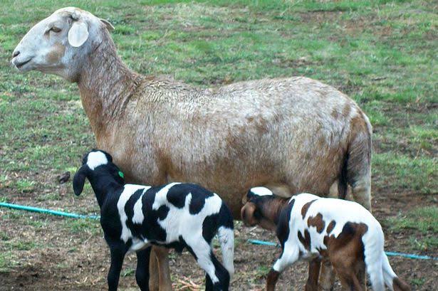 “Beginner’s Guide to Sheep Farming in Nigeria: Step-by-Step”