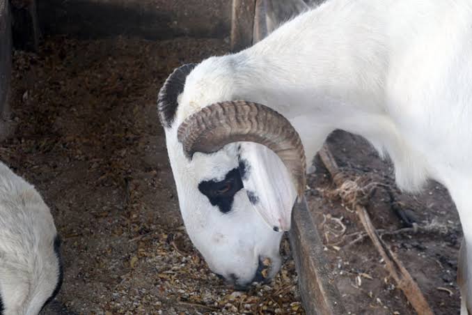 “Best Sheep Feed for Faster Growth in Nigeria”