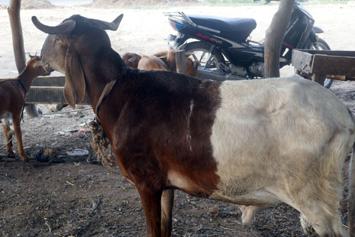 “How to Engage in Profitable Sheep Fattening for Maximum Profits in Nigeria”