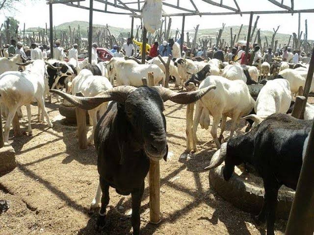 “Sheep Farming is Profitable in Nigeria/Africa: What Every New Farmer Must Know”