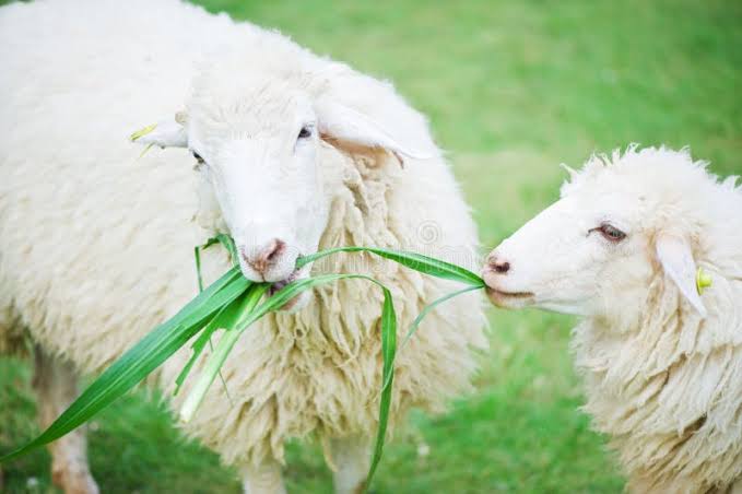 “Types of Feed for Sheep: A Beginner’s Guide”