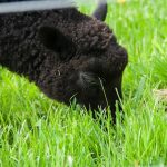 “Breeding Management in Sheep (Beginner Guide for Nigeria)”