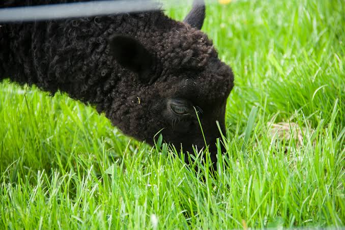 “Breeding Management in Sheep (Beginner Guide for Nigeria)”