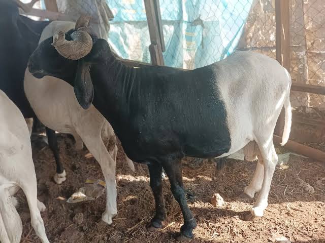 “Business and Financial Planning for a young sheep farmer in Nigeria”