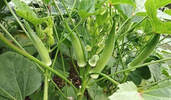 “How to Start an Okra Farm in Nigeria (Step-by-Step Guide for a Young Farmer)”