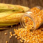 “How to Preserve Your Corn Seeds for Next Season”