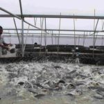 Fish Farming in Nigeria: A Profitable Agribusiness Opportunity for Modern Farmers