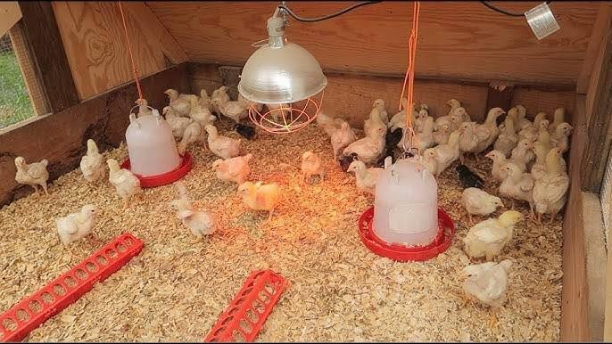 Brooding Equipment Every Poultry Farmer Must Have: Complete Guide for ...