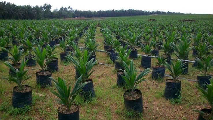 What Is Palm Plantation? Complete Beginner Guide for Young Farmers