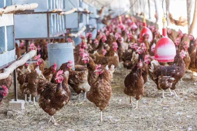 “How to Raise Healthy Layers for Maximum Egg Production” - AGRIANIMAL