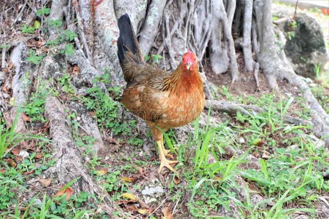“Modern Indigenous Poultry Farming Techniques”