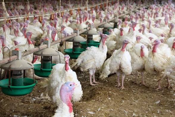 Broad Breasted White Turkey Farming Guide for Beginners - AGRIANIMAL