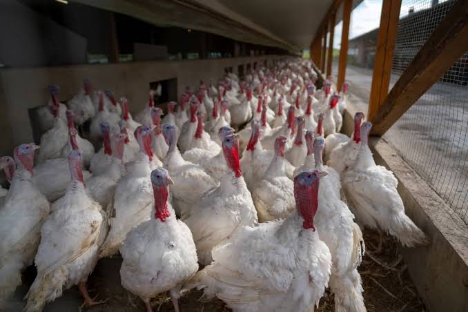 Broad Breasted White Turkey Farming Guide for Beginners - AGRIANIMAL