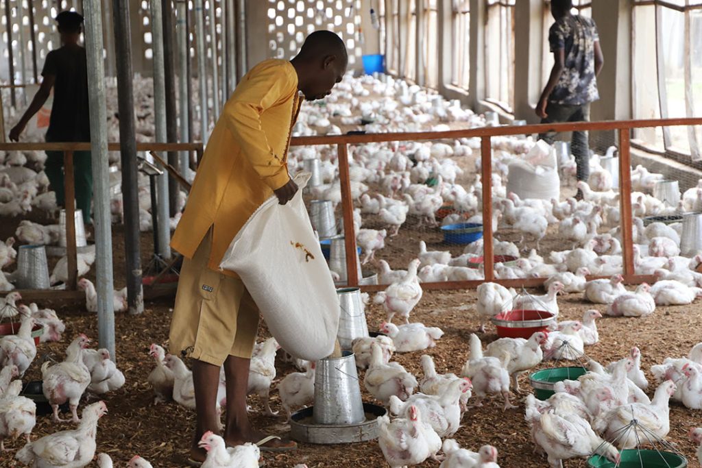 Poultry Farming in Nigeria:Guide to Build a Profitable Poultry Business