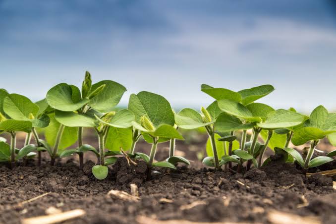 Understanding The Role Of Crop Science,Drainage and irrigation in Agriculture