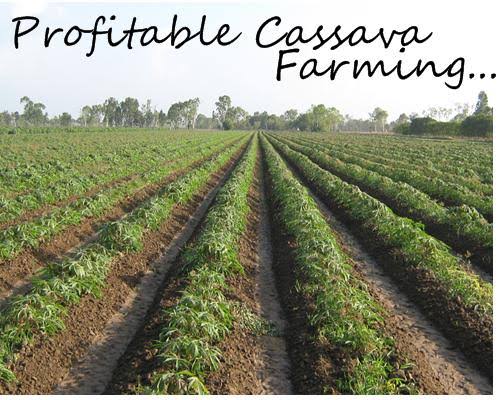 How to Start Cassava Farming in Nigeria: A Complete Guide to Profitable Cassava Production