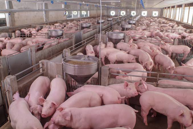 How to Choose the Best Pig Breeds for Meat Production and Breeding