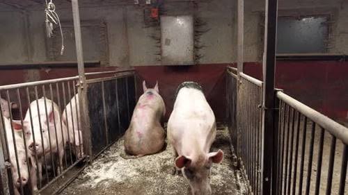 Managing Breeding Boars Effectively: A Complete Guide for Young Pig Farmers