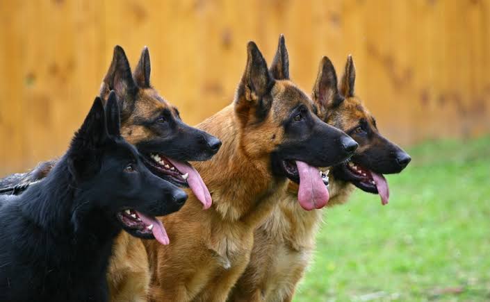 How to Start Dog Farming in Nigeria: A Complete Guide for Young Farmers