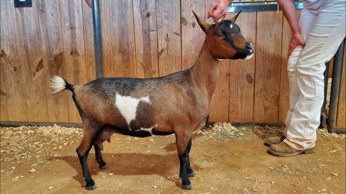 Goat Farming in Nigeria: Everything Young Farmers Need to Know