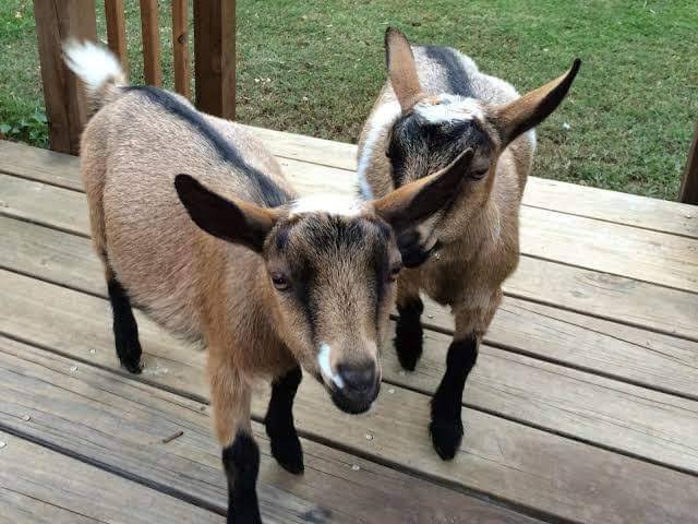 Benefits of Raising Goats in Nigeria: Why Every Young Farmer Should Consider Goat Farming