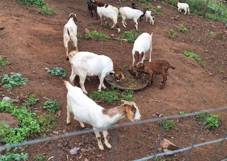 Perfect Feeding Routine for Goats: A Complete Guide for Young Goat Farmers