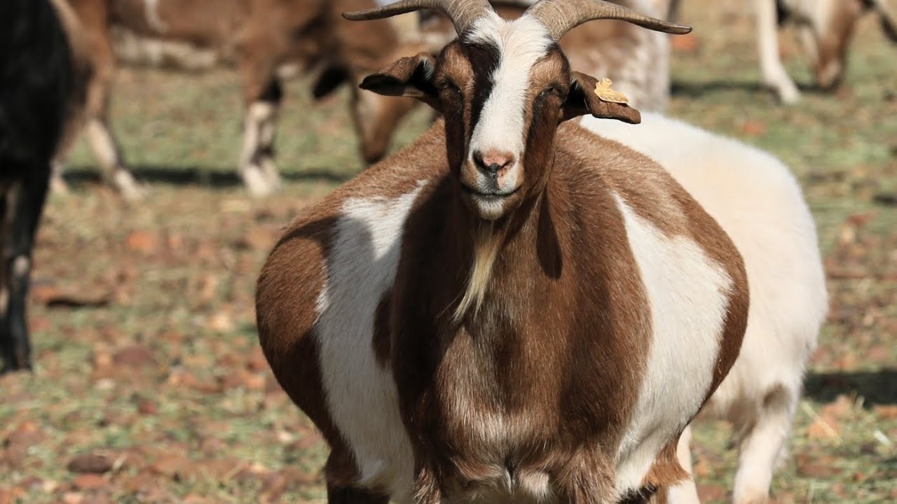 How Long Does a Goat Take to Give Birth? Pregnancy Care Tips for a Safe and Healthy Delivery
