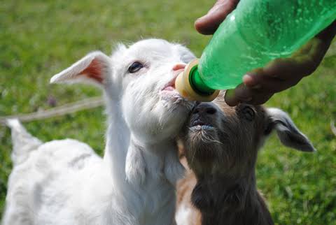 Colostrum Feeding for Newborn Kid Goats (0–3 Days): Complete Guide for Young Goat Farmers