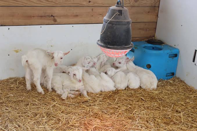 Milk Feeding (3 Days–8 Weeks): A Complete Guide for Young Goat Farmers