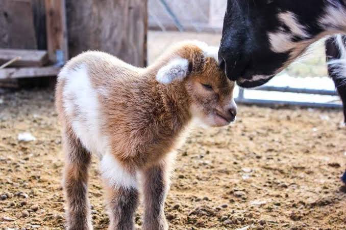 How to Start Creep Feeding Kid Goats at 2 Weeks for Faster Growth