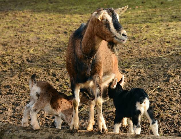 Weaning (8–12 Weeks): A Complete Guide for Young Goat Farmers