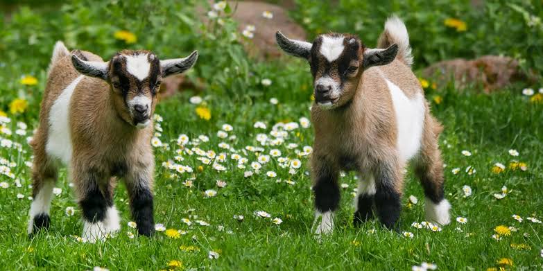 Clean Water for Kid Goats (From 1 Week Old): A Complete Guide for Young Goat Farmers