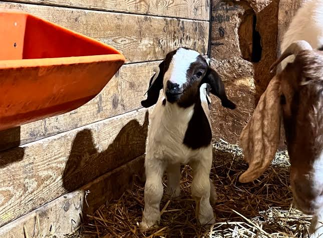 Fresh Forage and Hay for Kid Goats (2–3 Weeks Old): A Complete Feeding Guide for Young Goat Farmers