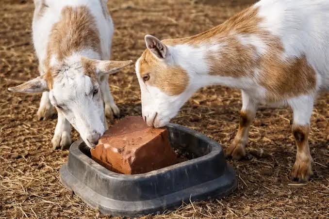 Mineral Supplements for Goats: Why Every Young Goat Farmer Must Provide Them