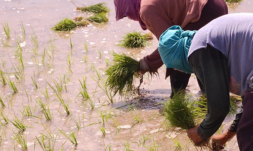 How to Choose the Right Land for Rice Farming in Nigeria: Complete Guide