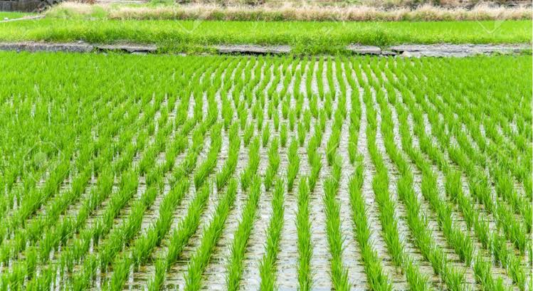 Best States for Rice Farming in Nigeria: A Complete Guide for Young Farmers
