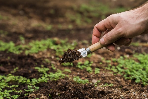 Soil Testing Before Planting Rice in Nigeria: A Complete Guide for Every Rice Farmer