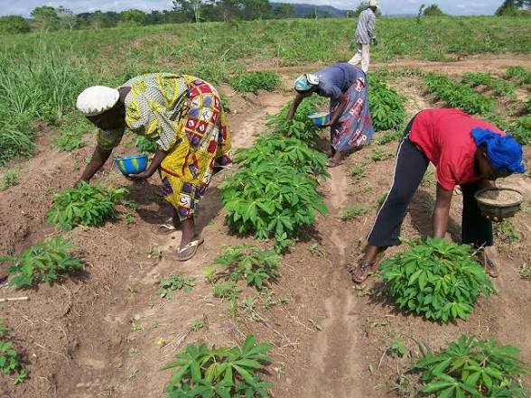 20 Common Mistakes That Reduce Profit in Cassava Farming in Nigeria