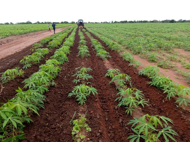 Best Business Models for Young Cassava Farmers in Nigeria: A Beginner’s Guide to Profitable Cassava Farming