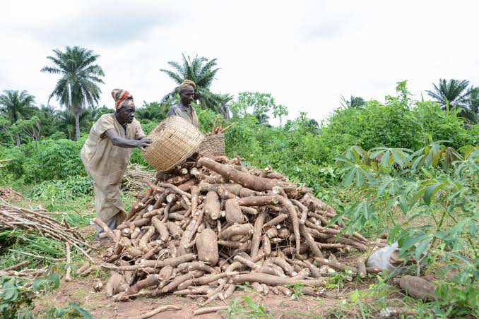 Commercial vs Subsistence Cassava Farming in Nigeria: A Complete Guide for Young