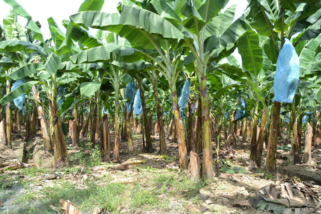 Number of Plantain Plants Per Hectare: A Complete Guide for Beginners