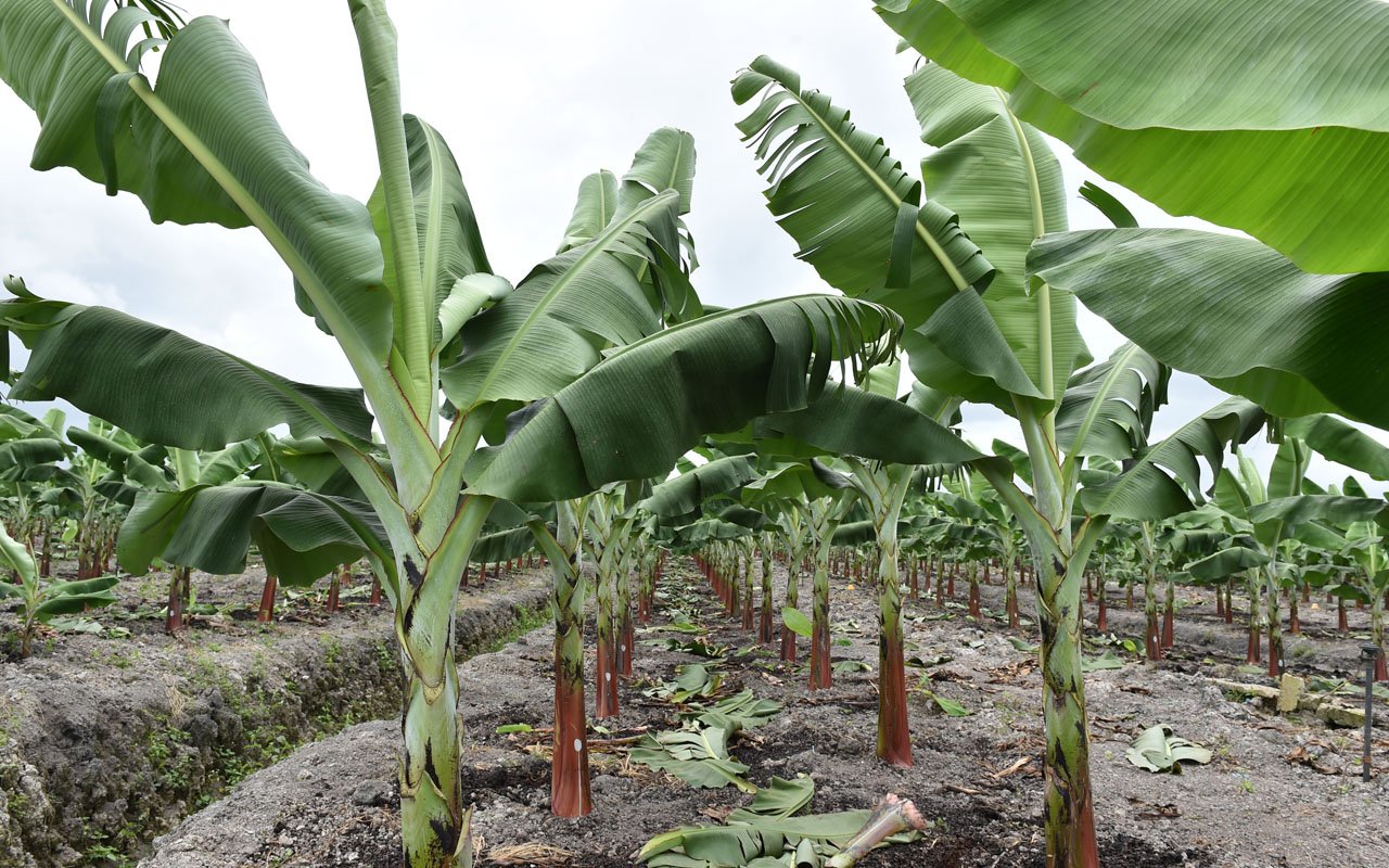 Best Time to Plant Plantain: A Complete Guide for Beginners