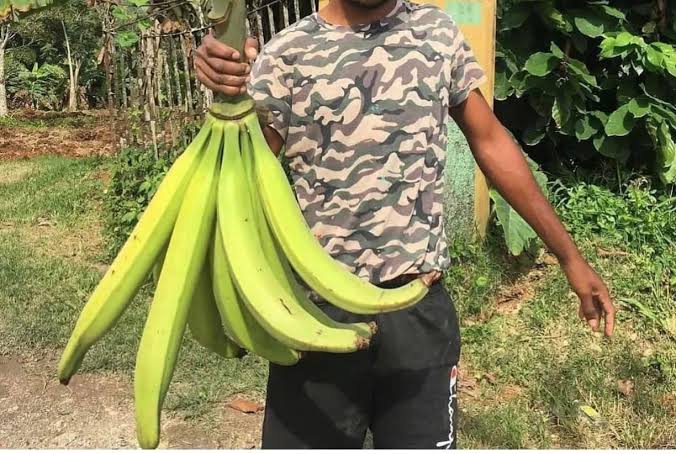 Best Countries for Plantain Farming: A Complete Guide for Beginners and Commercial Farmers