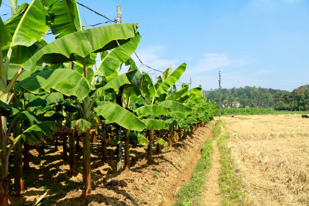 Commercial Plantain Farming Guide: Everything You Need to Know Before Starting a Profitable Plantain Plantation